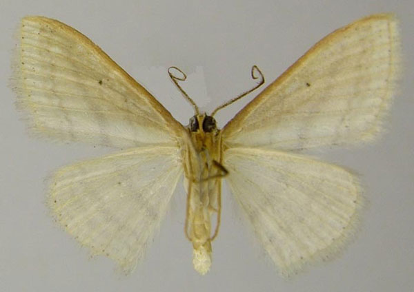 /filer/webapps/moths/media/images/N/normalis_Scopula_AM_ZSMb.jpg