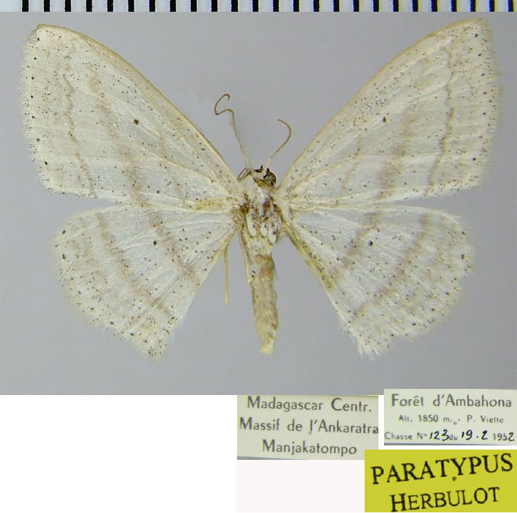 /filer/webapps/moths/media/images/N/normalis_Scopula_PTF_ZSM.jpg
