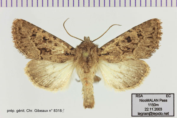 /filer/webapps/moths/media/images/N/normalis_Trachea_AM_Legrain_01.jpg