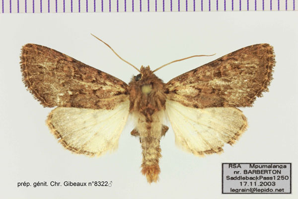 /filer/webapps/moths/media/images/N/normalis_Trachea_AM_Legrain_02.jpg