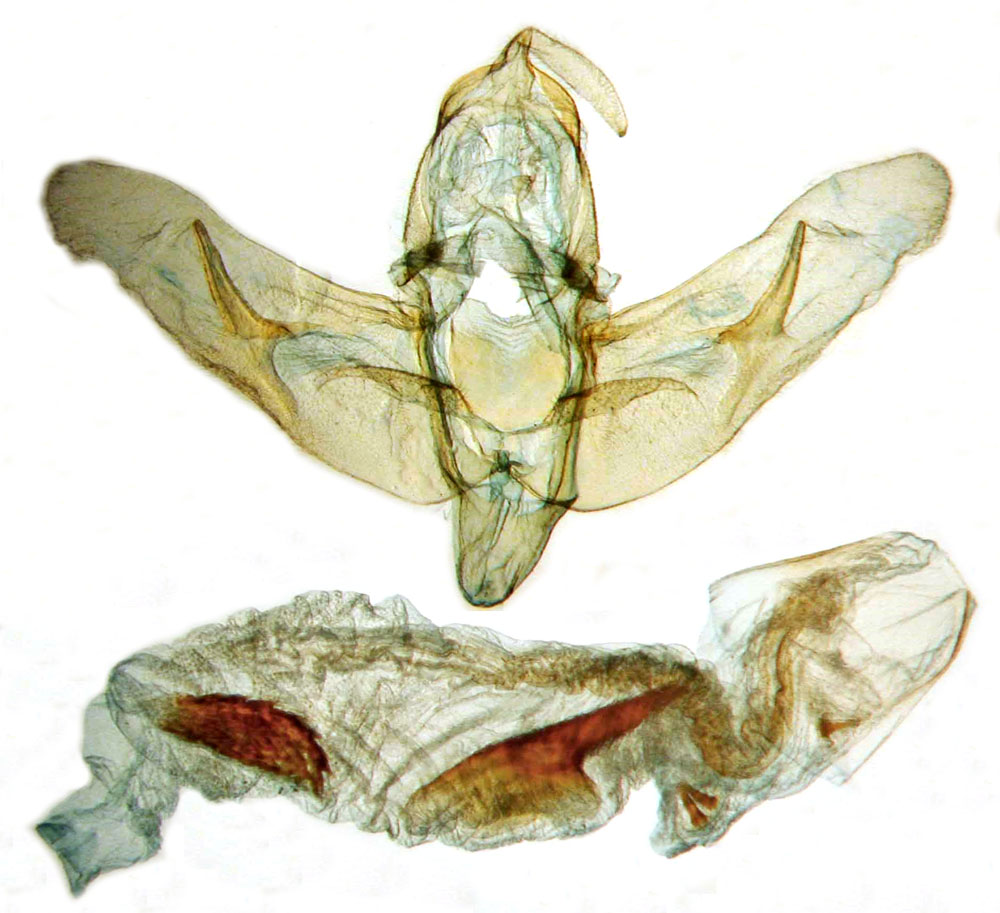 /filer/webapps/moths/media/images/N/normalis_Trachea_GMHT_BMNH_19328.jpg