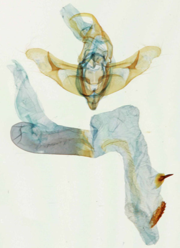 /filer/webapps/moths/media/images/N/normalis_Trachea_GM_Legrain_01.jpg