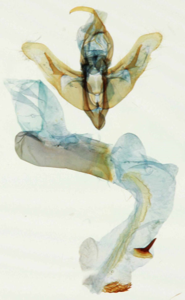 /filer/webapps/moths/media/images/N/normalis_Trachea_GM_Legrain_02.jpg