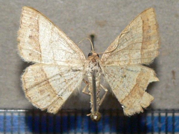/filer/webapps/moths/media/images/N/normata_Chiasmia_A_Goffa_01.jpg