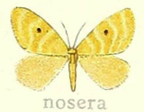 /filer/webapps/moths/media/images/N/nosera_Leptaroa_HT_Hering_22f.jpg