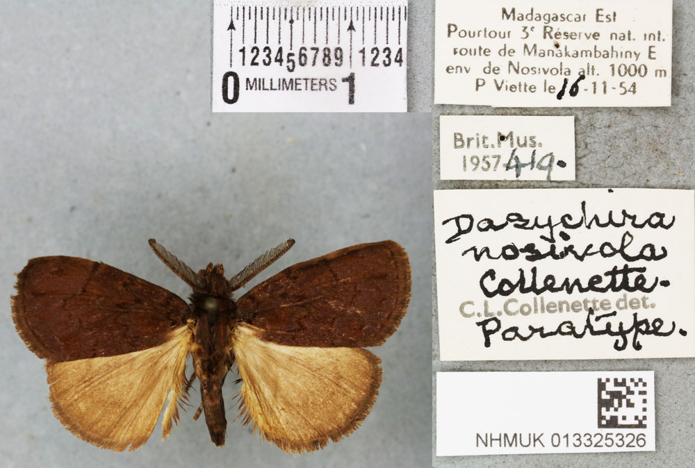 /filer/webapps/moths/media/images/N/nosivola_Dasychira_PTM_BMNHa.jpg