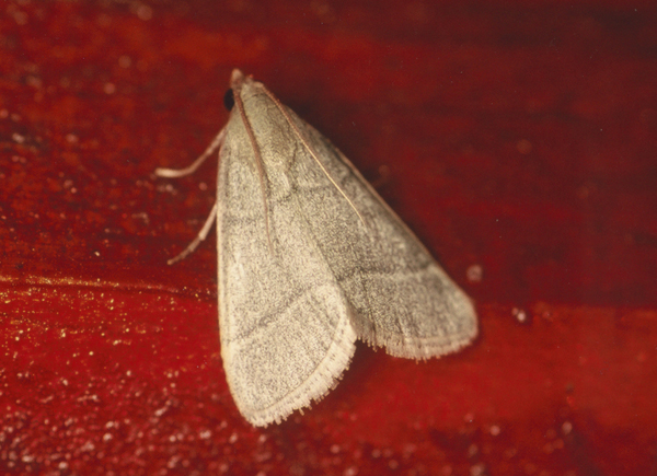 /filer/webapps/moths/media/images/N/nostralis_Hypopygia_A_Roland_12.jpg