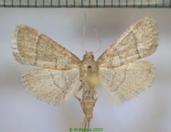 /filer/webapps/moths/media/images/N/nostralis_Hypsopygia_AF_Bippus.jpg