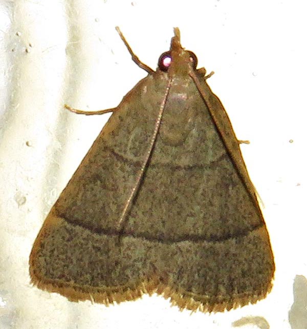 /filer/webapps/moths/media/images/N/nostralis_Hypsopygia_A_Braun_11.jpg