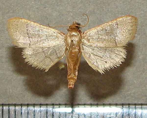 /filer/webapps/moths/media/images/N/nostralis_Hypsopygia_A_Goff_01.jpg