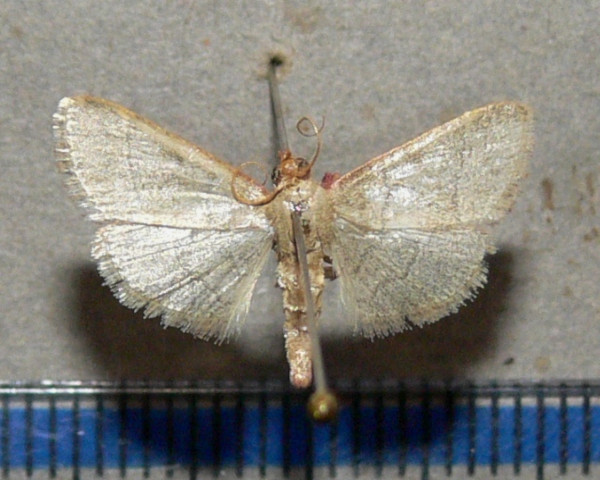 /filer/webapps/moths/media/images/N/nostralis_Hypsopygia_A_Goff_02.jpg