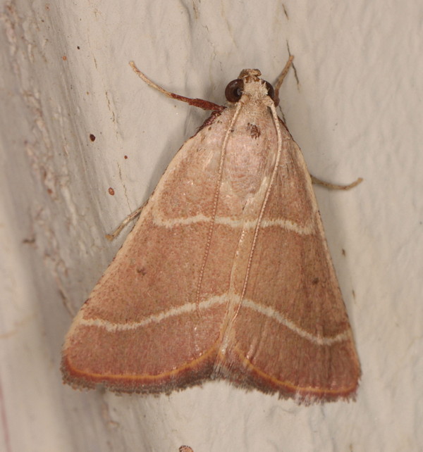 /filer/webapps/moths/media/images/N/nostralis_Hypsopygia_A_Heyns_02.jpg