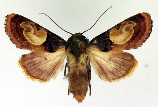 /filer/webapps/moths/media/images/N/notabilis_Syrrusis_AF_Aulombard.jpg