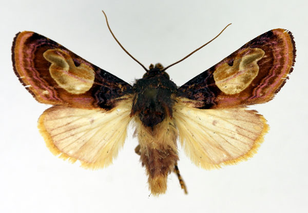 /filer/webapps/moths/media/images/N/notabilis_Syrrusis_AM_Aulombard.jpg