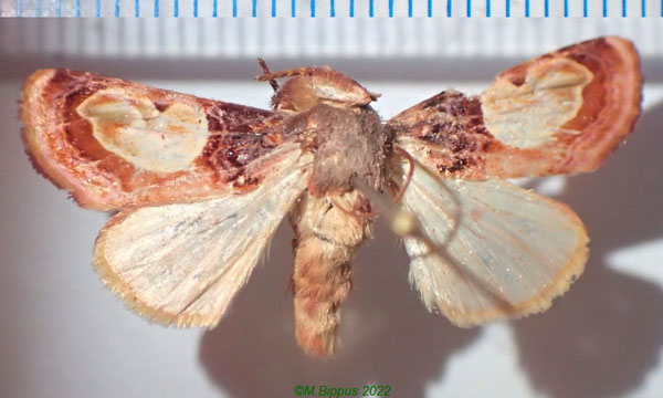 /filer/webapps/moths/media/images/N/notabilis_Syrrusis_A_Bippus.jpg
