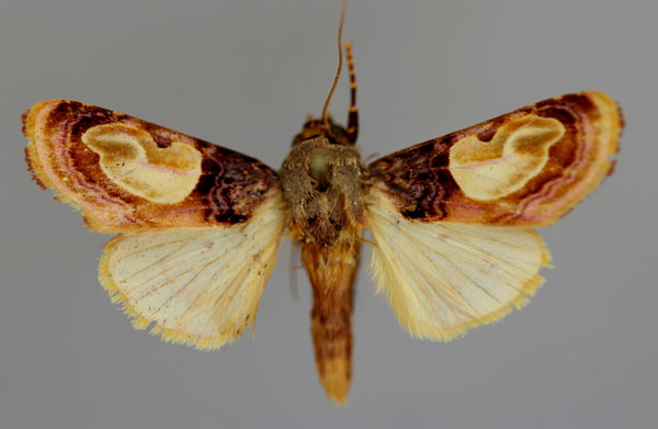 /filer/webapps/moths/media/images/N/notabilis_Syrrusis_A_RMCA_01.jpg