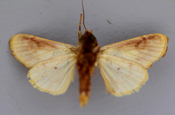 /filer/webapps/moths/media/images/N/notabilis_Syrrusis_A_RMCA_02.jpg