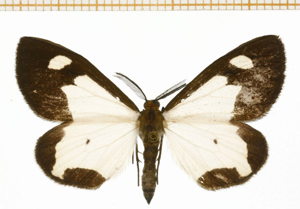 /filer/webapps/moths/media/images/N/notata_Geodena_AM_DePrins.jpg