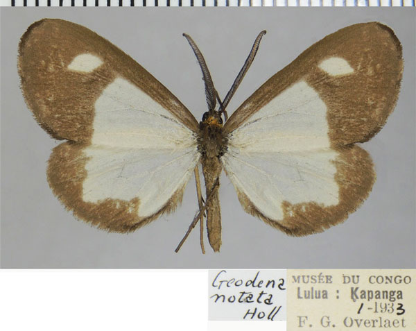 /filer/webapps/moths/media/images/N/notata_Geodena_AM_ZSMa.jpg