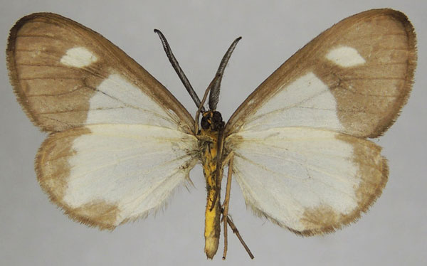 /filer/webapps/moths/media/images/N/notata_Geodena_AM_ZSMb.jpg