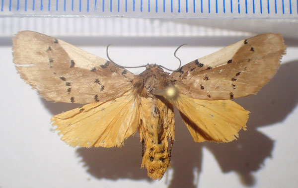 /filer/webapps/moths/media/images/N/notata_Laelapia_AM_Bippus.jpg