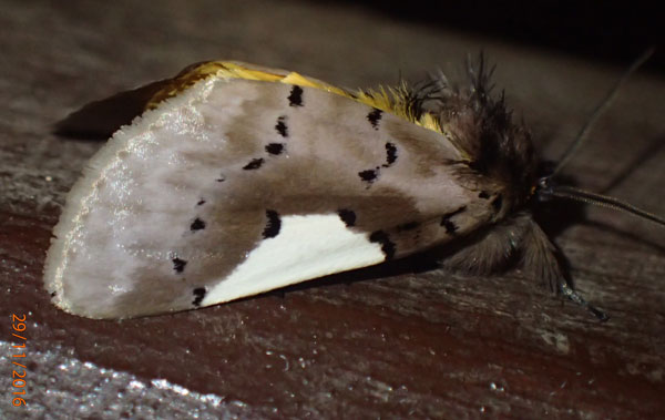 /filer/webapps/moths/media/images/N/notata_Laelapia_A_Bippus.jpg