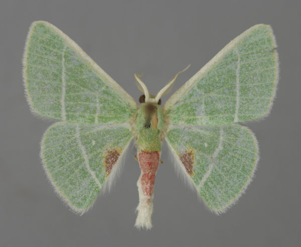 /filer/webapps/moths/media/images/N/notata_Neurotoca_A_ZSM_01.jpg