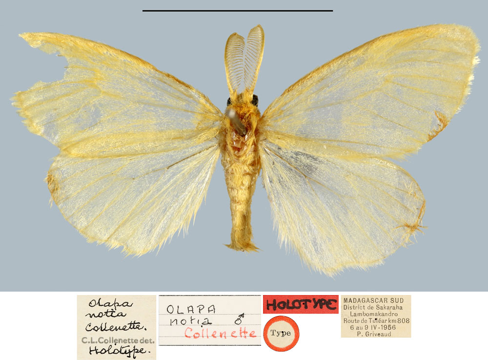 /filer/webapps/moths/media/images/N/notia_Olapa_HT_MNHN.jpg