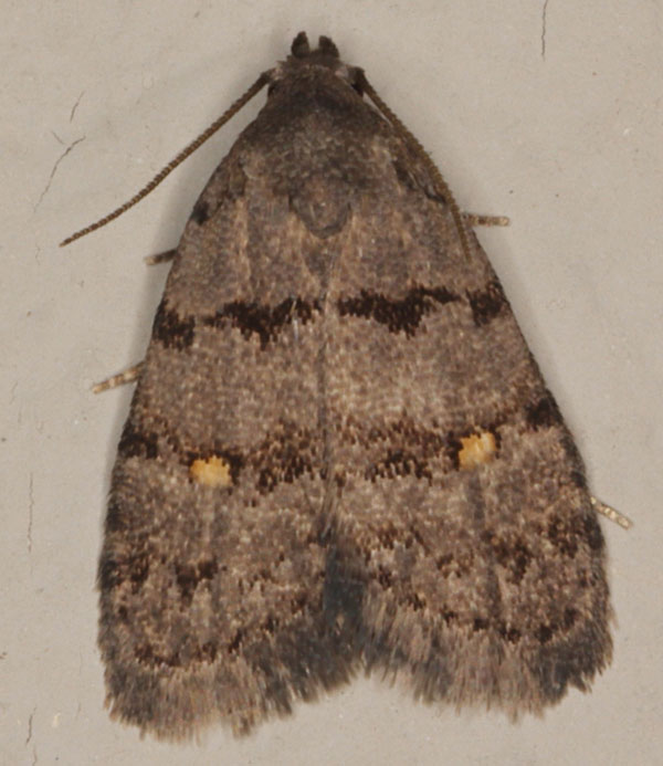 /filer/webapps/moths/media/images/N/notonana_Micronola_A_Heyns_01.jpg