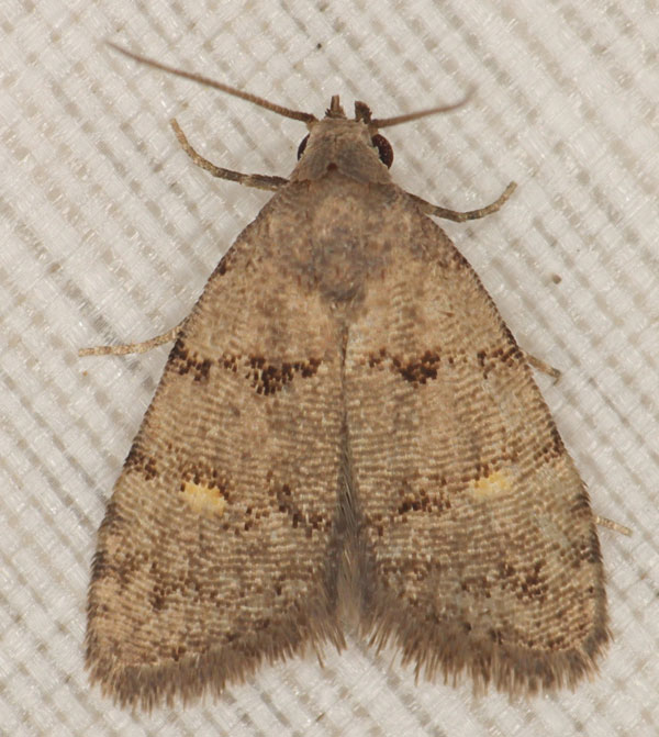 /filer/webapps/moths/media/images/N/notonana_Micronola_A_Heyns_02.jpg