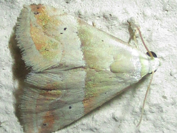 /filer/webapps/moths/media/images/N/notoparva_Eublemma_A_Sydes_01.jpg