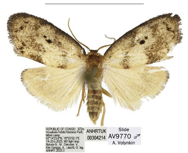 /filer/webapps/moths/media/images/N/nouabaleana_Spatulosia_HT_ANHRT.jpg
