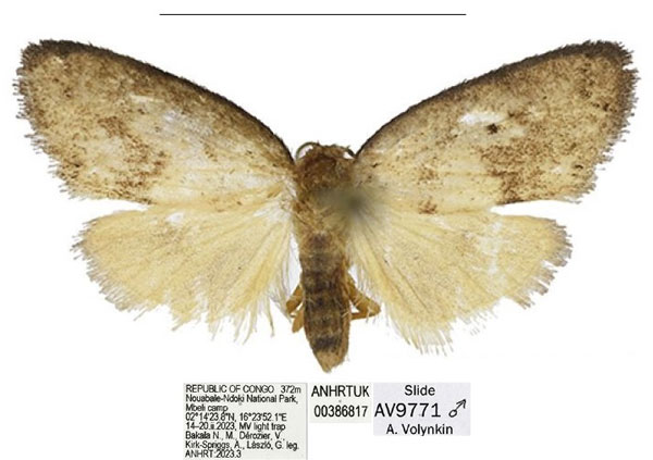 /filer/webapps/moths/media/images/N/nouabaleana_Spatulosia_PTM_ANHRT.jpg