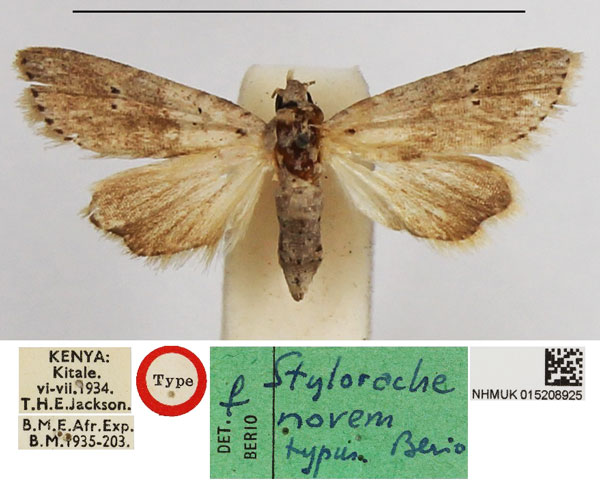 /filer/webapps/moths/media/images/N/novem_Stylorache_HT_NHMUK.jpg