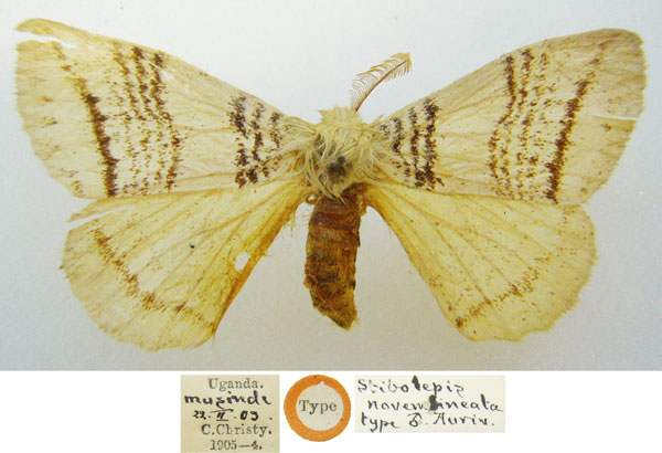 /filer/webapps/moths/media/images/N/novemlineata_Stibolepis_HT_NHMUKa.jpg