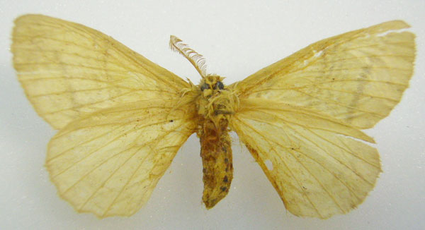 /filer/webapps/moths/media/images/N/novemlineata_Stibolepis_HT_NHMUKb.jpg