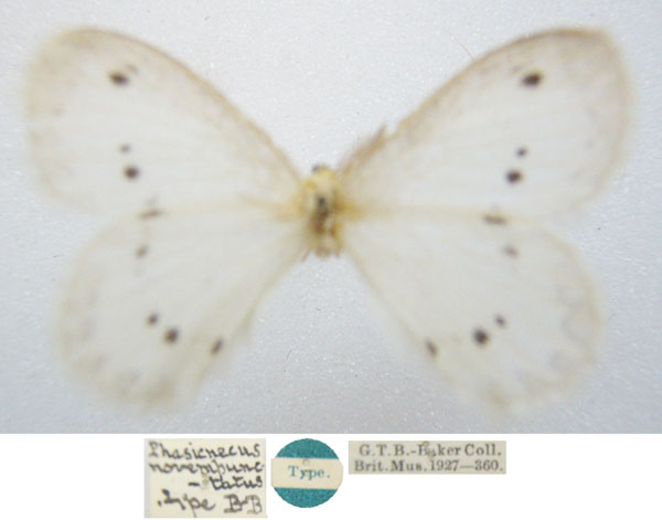 /filer/webapps/moths/media/images/N/novempunctatus_Phasicnecus_HT_NHMUKa.jpg