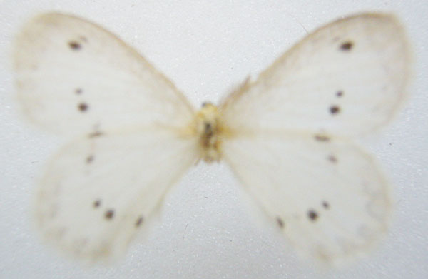 /filer/webapps/moths/media/images/N/novempunctatus_Phasicnecus_HT_NHMUKb.jpg