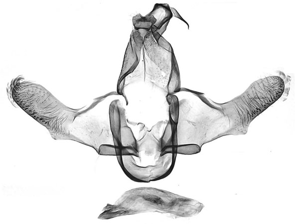 /filer/webapps/moths/media/images/N/novialis_Corymbus_GMHT_NHMUK.jpg
