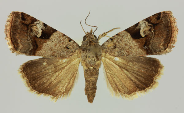 /filer/webapps/moths/media/images/N/novogonia_Taraconica_AM_MNHN.jpg