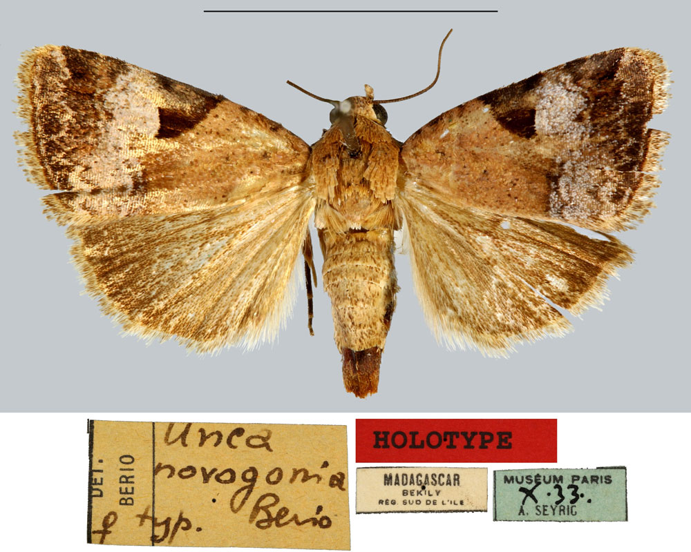 /filer/webapps/moths/media/images/N/novogonia_Unca_HT_MNHN.jpg