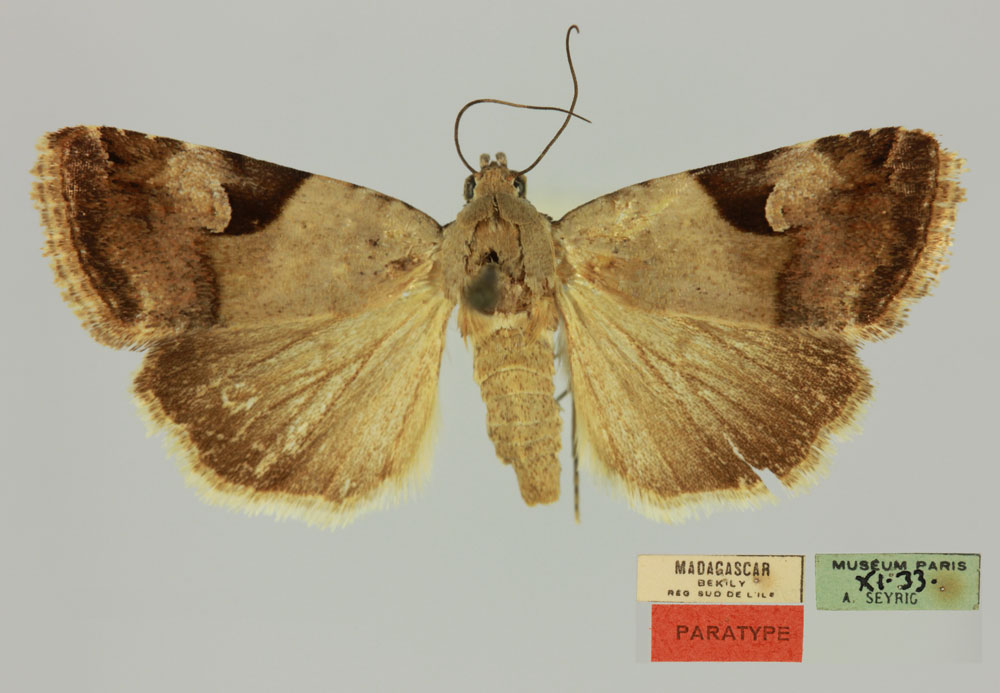 /filer/webapps/moths/media/images/N/novogonia_Unca_PTM_MNHN.jpg