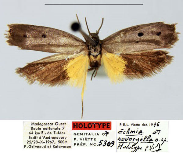 /filer/webapps/moths/media/images/N/novoryella_Ethmia_HT_MNHN_WAaBPJF.jpg