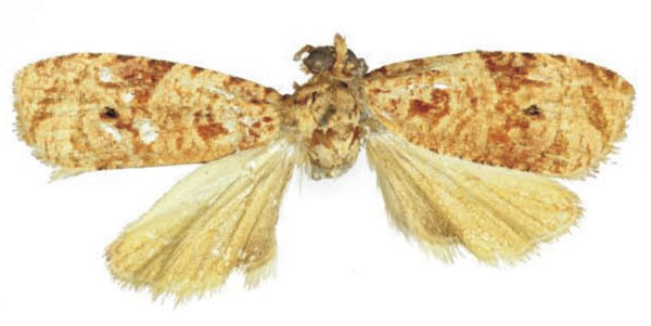 /filer/webapps/moths/media/images/N/nowaki_Zellereccopsis_HT_RMCA.jpg