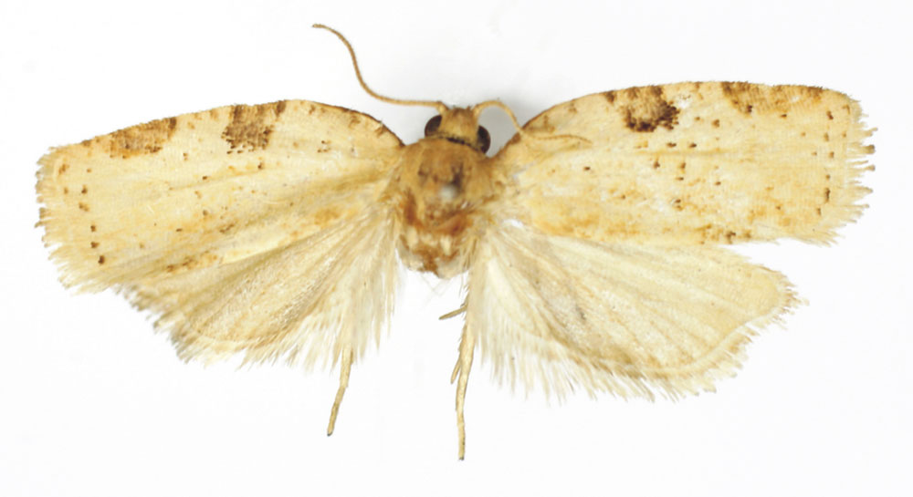 /filer/webapps/moths/media/images/N/nowakiana_Choristoneura_HT_RMCA.jpg