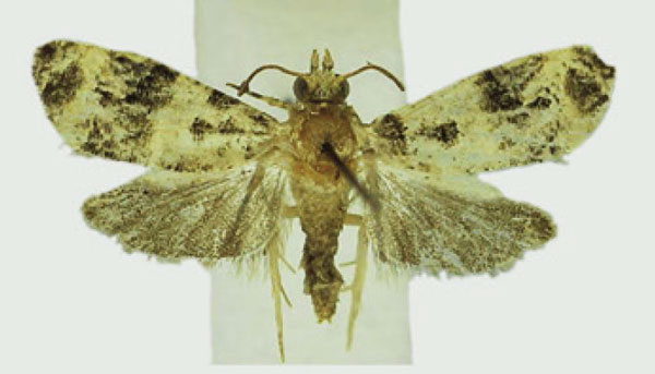 /filer/webapps/moths/media/images/N/nsukka_Apolobesia_AF_Karisch.jpg