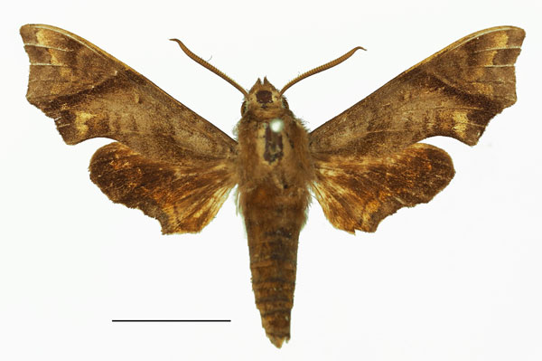 /filer/webapps/moths/media/images/N/ntombi_Temnora_AM_Basquina.jpg