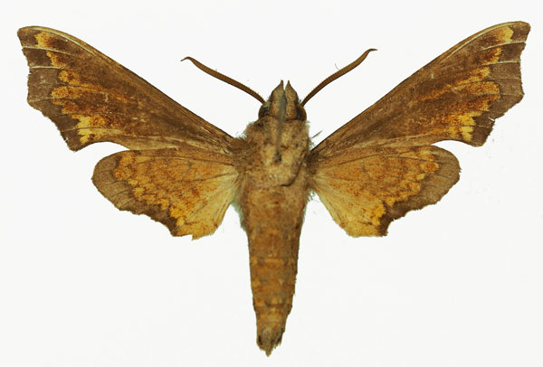 /filer/webapps/moths/media/images/N/ntombi_Temnora_AM_Basquinb.jpg