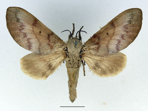 /filer/webapps/moths/media/images/N/nubenda_Acosmetoptera_AF_Basquin_02.jpg