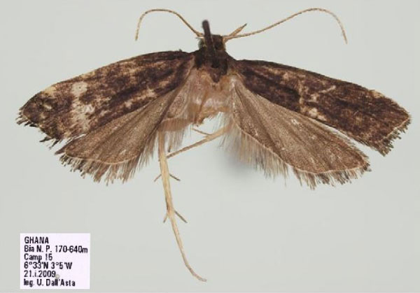 /filer/webapps/moths/media/images/N/nubidiella_Thubdora_HT_RMCA.jpg